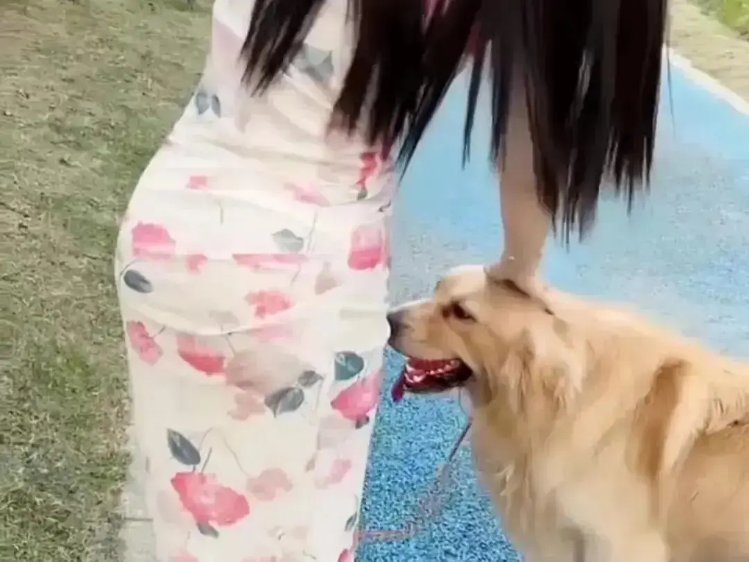 《抖音香香公主与爱犬金毛》高能日常互动完整版在线观看-热门短剧抖音香香公主与爱犬金毛直播回放无广告免费秒播-抖音香香公主与爱犬高清资源