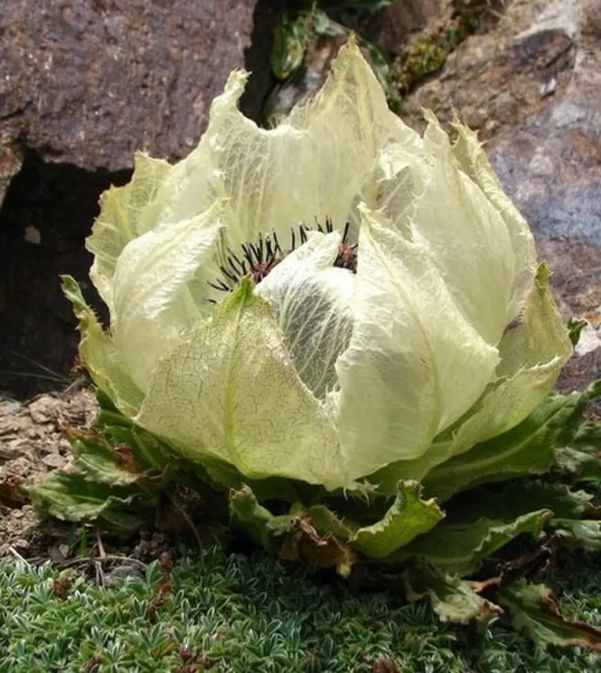 《禁忌凝视》高清无删减版 - 欧美伦理电影全集 - 免费在线播放无广告剧情片